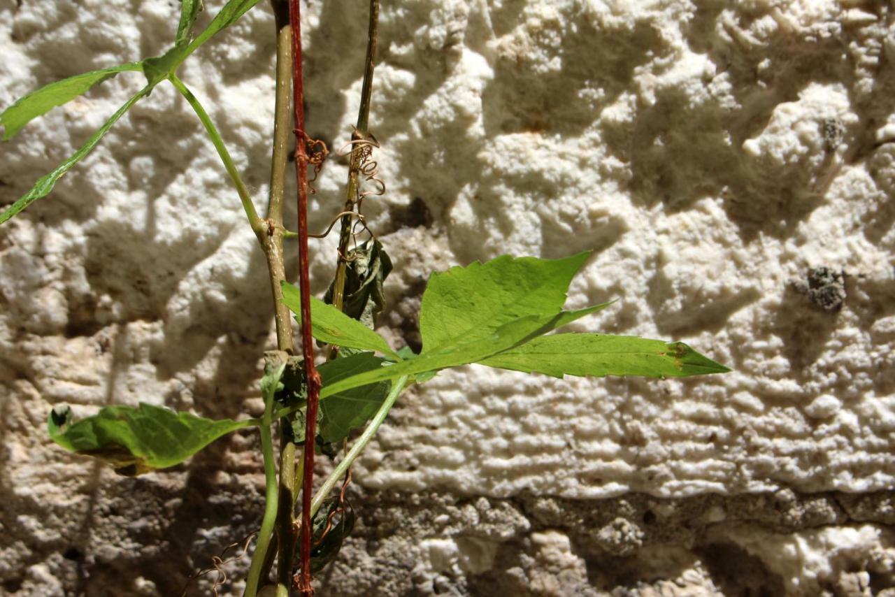 Street Garden Apartment Đảo Hvar Ngoại thất bức ảnh